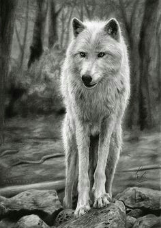 Drawing A Wolf Realistic 180 Best Wolf Drawings Images Drawing Techniques Drawing