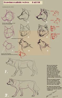 Drawing A Wolf Tutorial 109 Best Wolf Images Wolf Drawings Art Drawings Draw Animals