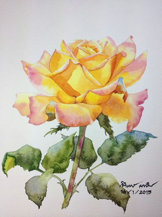Drawing A Yellow Rose Yellow Rose Kitipong Ti Artist Pinterest Rose Watercolor and