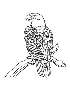 Drawing An Eagle Eye 122 Best Digital Eagle Images Coloring Pages Coloring Pages for