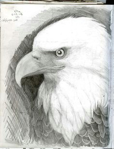 Drawing An Eagle Eye 346 Best Eagle Drawing and Painting Images Eagle Drawing Eagle