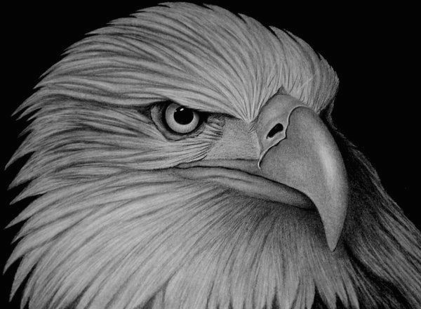 Drawing An Eagle Eye Eagle Amazing Animal Drawings From Great Pencils Illustration