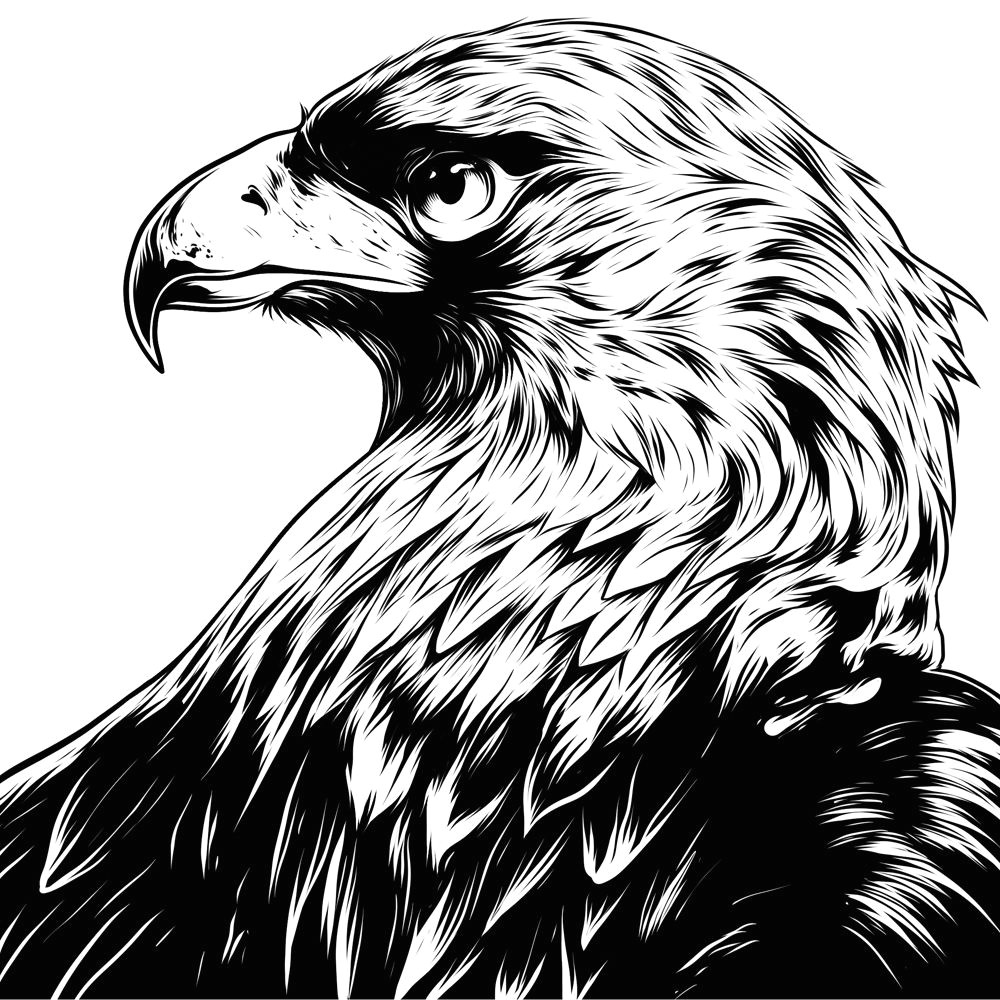 Drawing An Eagle Eye Eagle Eye In the Big Smoke On Behance Pulpen Eagle Drawing