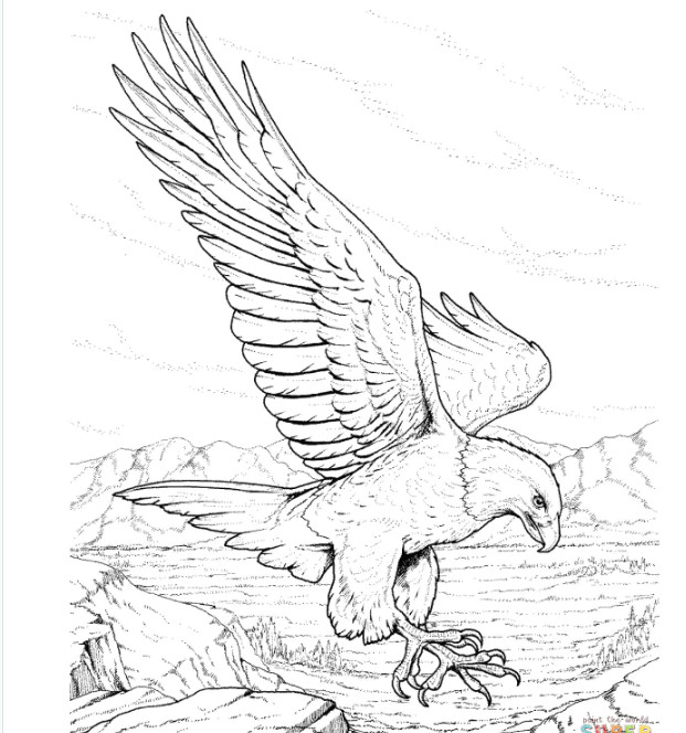 Drawing An Eagle Eye Pin by Sara Floyd On Illustrations Birds Coloring Pages Adult