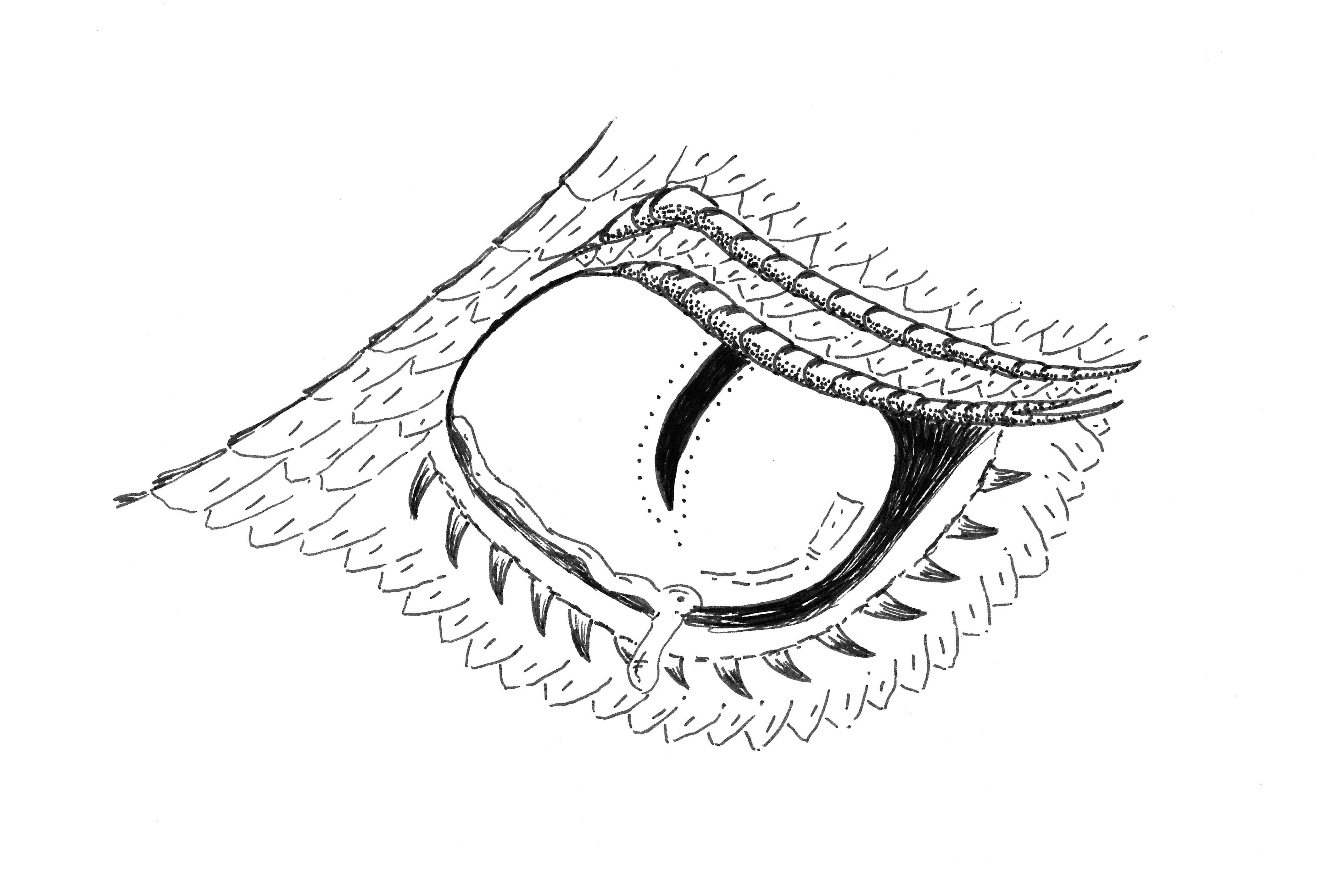 Drawing An Eye Easy How to Draw A Eye Easy Step by Step Prslide Com