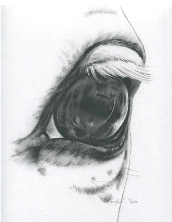 Drawing An Eye with Charcoal White Horse Eye Horse Drawing Charcoal Eye Horse Art Farm Art