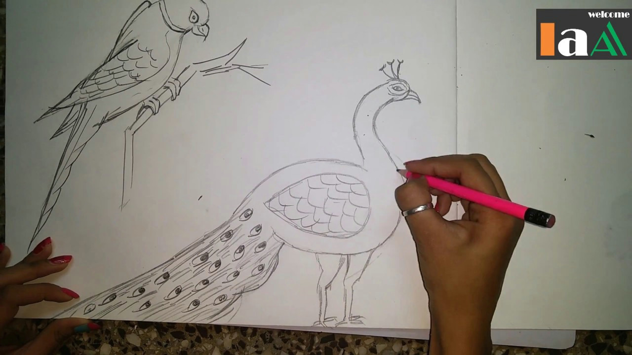 Drawing An Eye You Tube How to Draw A Peacock and Parrot Step by Step Easy Youtube