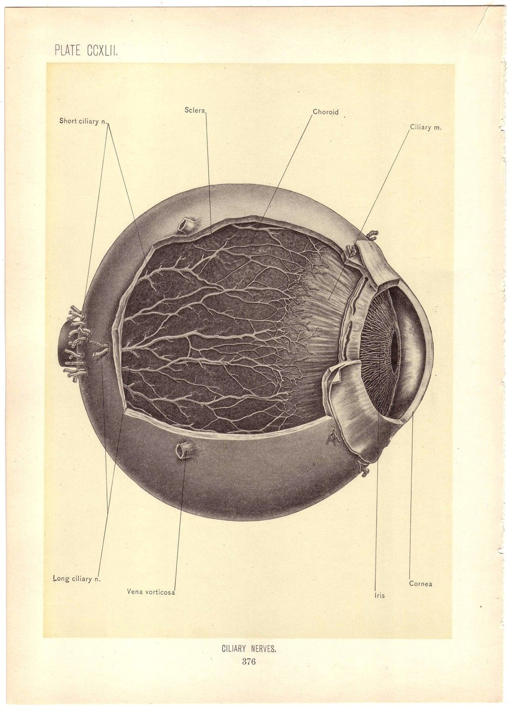 Drawing An Old Eye Old Medical Illustration Pen Paper Medical Illustration