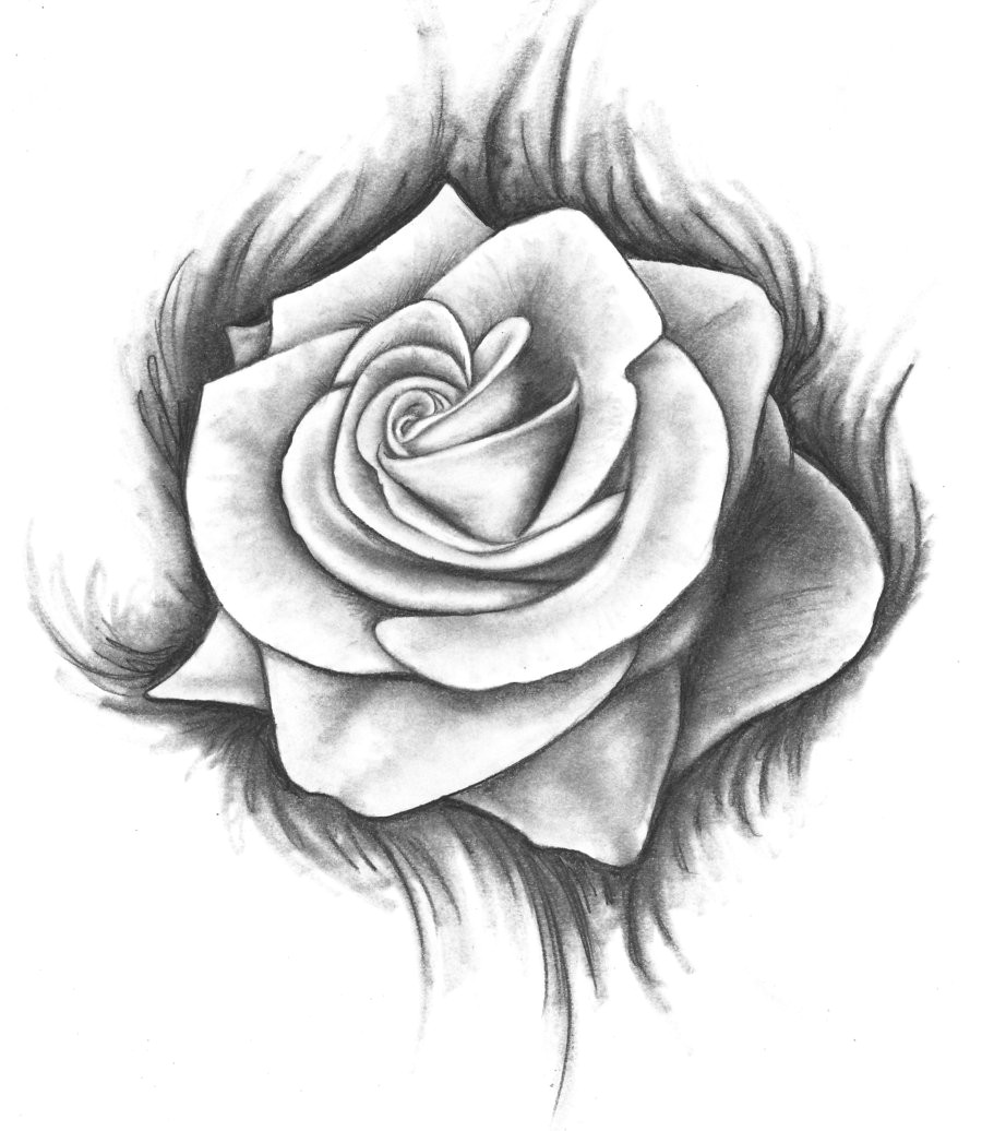 Drawing An Open Rose Hoontoidly Roses Drawings Images