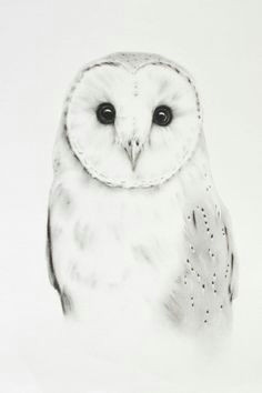 Drawing An Owl Eye 175 Best Drawing Owls Images Barn Owls Drawings Owls