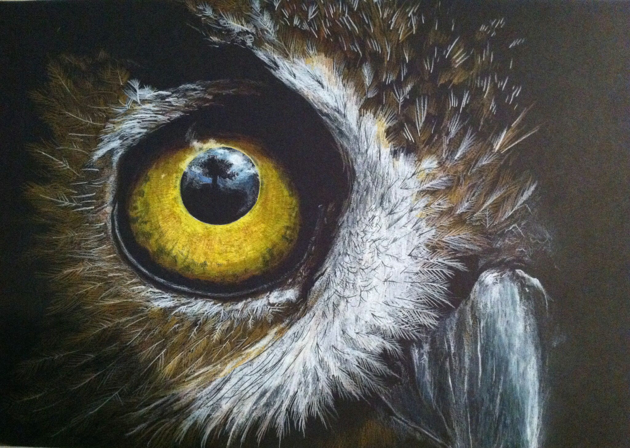 Drawing An Owl Eye Colored Pencil On Black Paper Entitled Eye Of the Owl Art I
