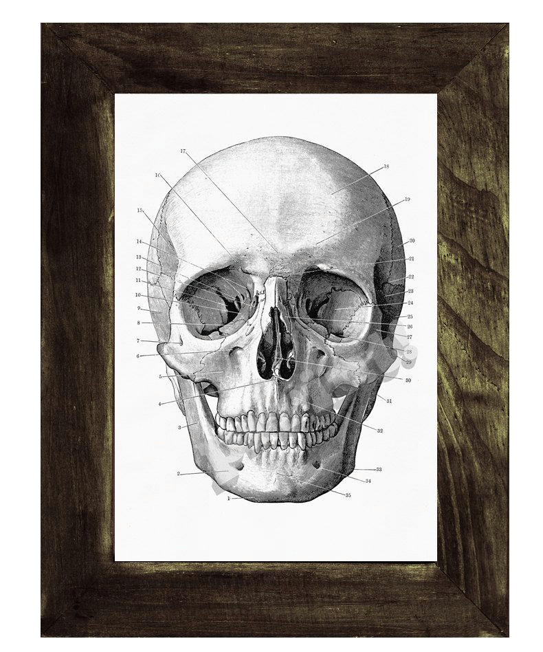 Drawing Anatomical Skull Human Skull Print In Black Anatomical Wall Art Decor Ska011wa4