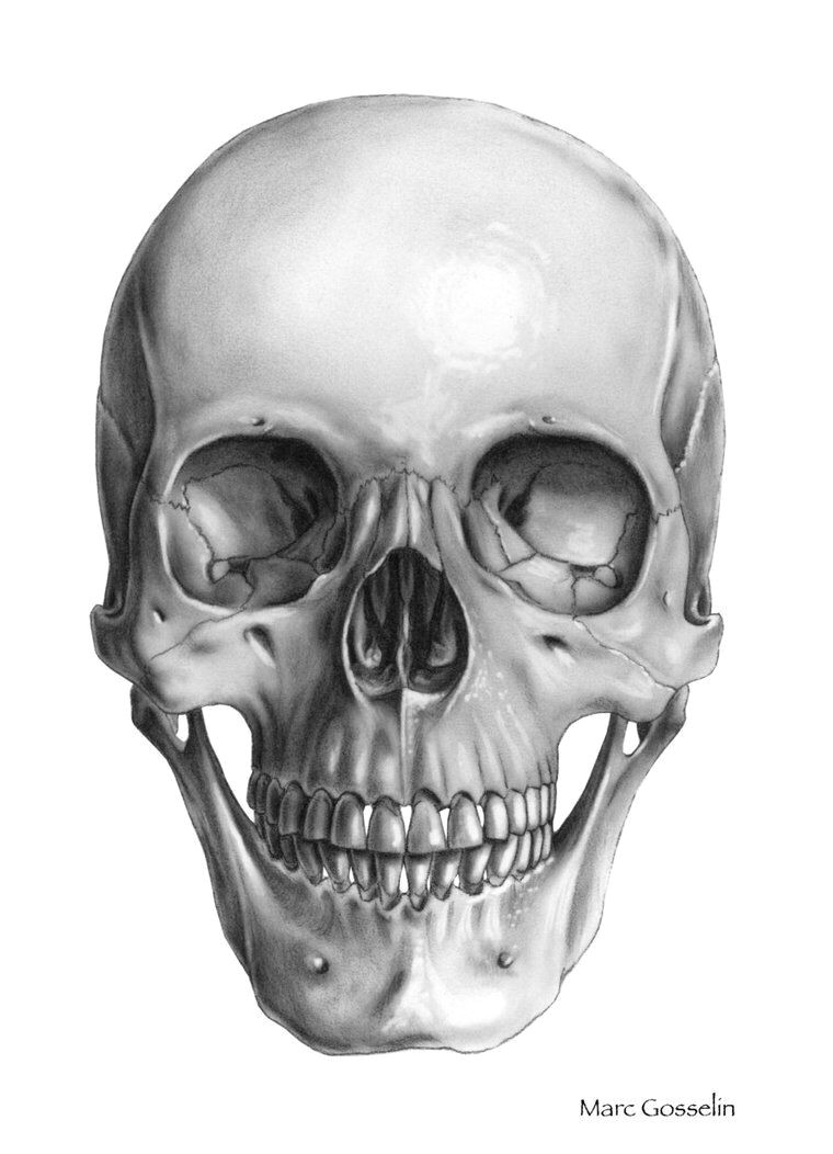 Drawing Anatomical Skull Skull Front Art Pinterest Skull Skull Art and Drawings