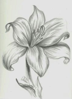 Drawing and Shading A Rose 12 Best Pencil Shaded Flowers Images Drawing Flowers Pencil