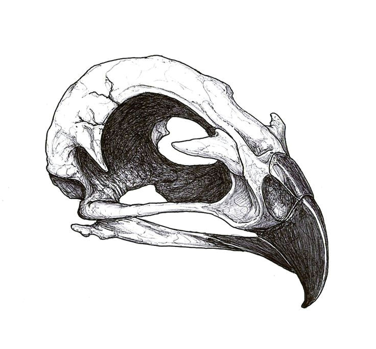 Drawing Animal Skulls Pin by Sheila Shy On Art Tattoos Tattoo Designs Tattoo Drawings