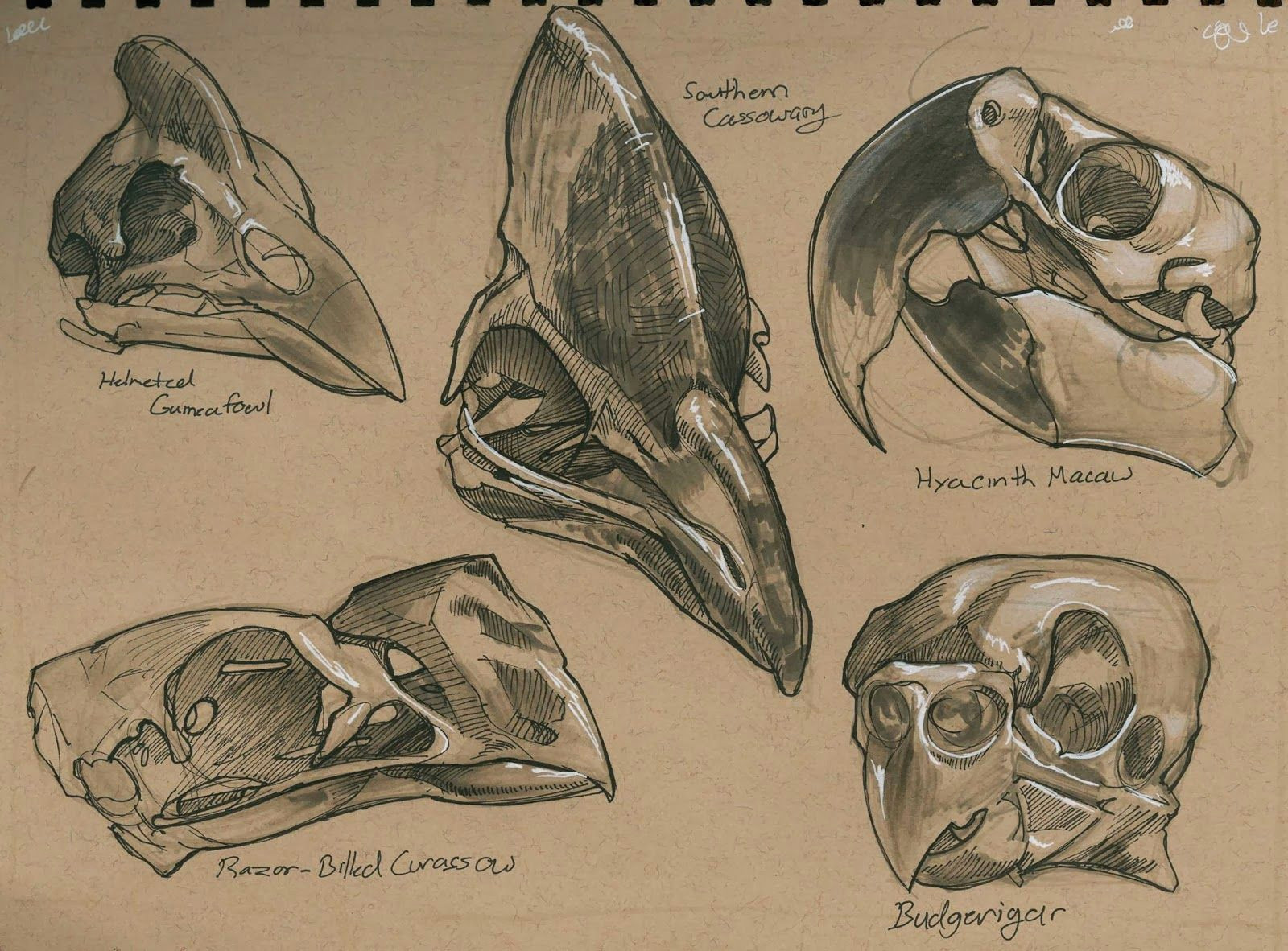 Drawing Animal Skulls Pin by Tessa Self On Skull and Bone Bird Skull Skull Animal Skulls