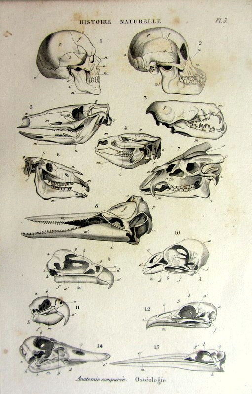 Drawing Animal Skulls Strange Antique original French Animal Skulls by Lyranebulaprints