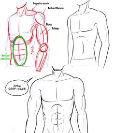 Drawing Anime Muscles 7 Best Drawing Male Bodies Images Manga Drawing Drawing