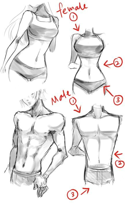 Drawing Anime Upper Body 7 Best Drawing Male Bodies Images Manga Drawing Drawing