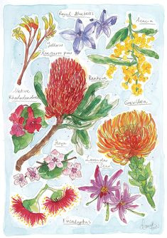 Drawing Australian Flowers 583 Best Australian Flowers Images Australian Wildflowers Aussies