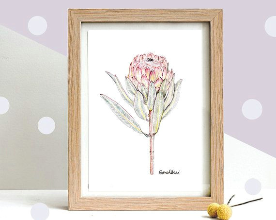 Drawing Australian Flowers Botanical Art Drawing Of A Native Protea Flower by Carmenhuiart