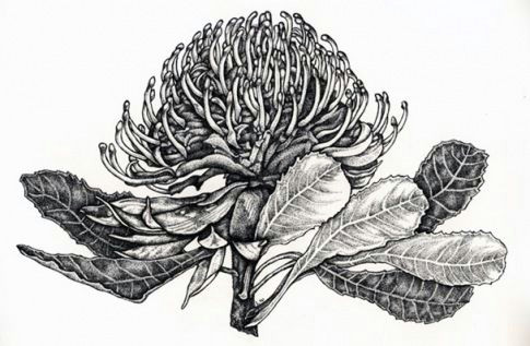 Drawing Australian Flowers Lynette Weir Botanicals Pinterest Botanical Illustration