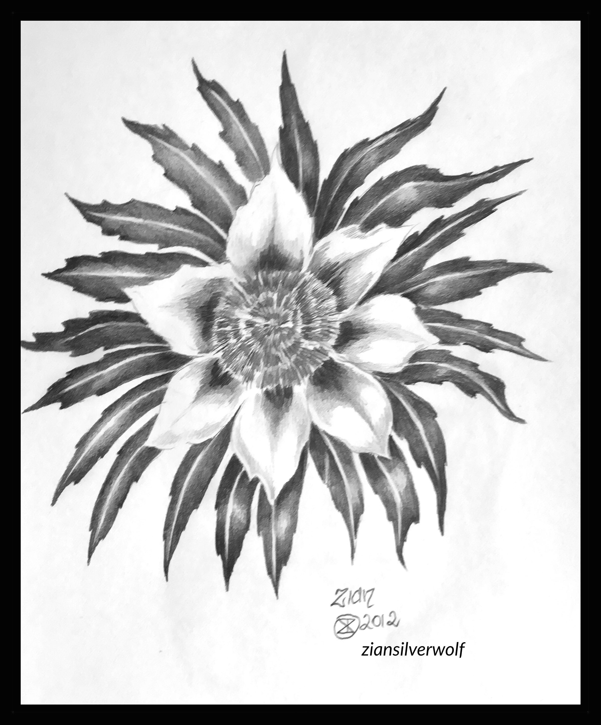Drawing Australian Flowers Sketch Flower Study Graphite On Paper A4 Made In Victoria