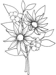 Drawing Australian Native Flowers 297 Best Australian Flora Images In 2019 Australian Native Garden