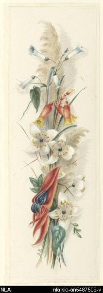 Drawing Australian Native Flowers 33 Best Australian Wildflowers Blooming Images Australian