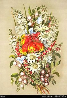 Drawing Australian Native Flowers 33 Best Australian Wildflowers Blooming Images Australian