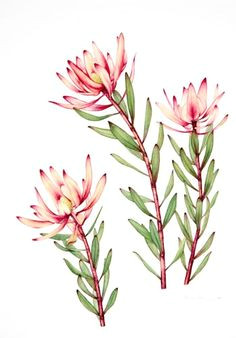 Drawing Australian Native Flowers 783 Best Australian Wildflower Paintings Images In 2019 Aussies