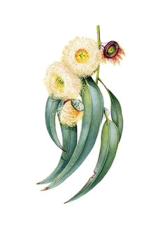 Drawing Australian Native Flowers 783 Best Australian Wildflower Paintings Images In 2019 Aussies