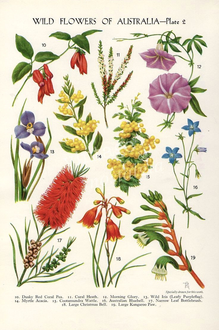 Drawing Australian Native Flowers Australian Flora Drawings Google Search Tattoos Pinterest
