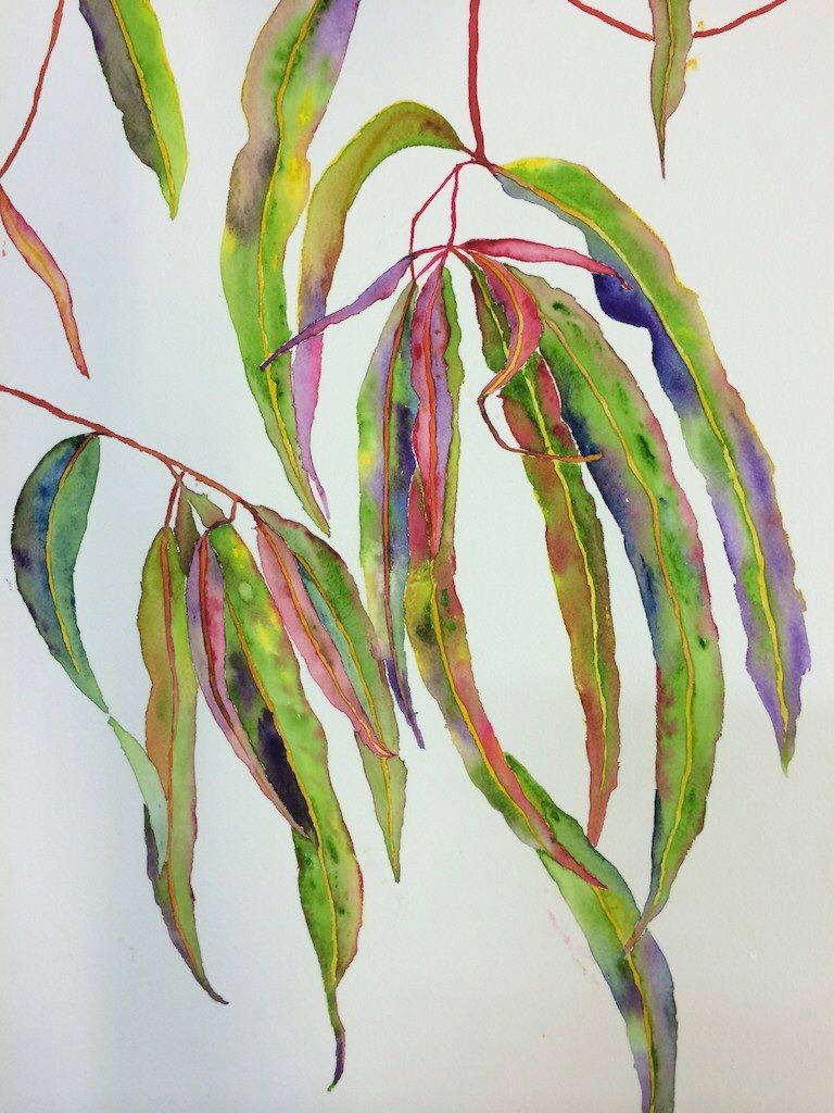 Drawing Australian Native Flowers Watercolour Leaves Painted at A Workshop with Pat Hall at Art 101