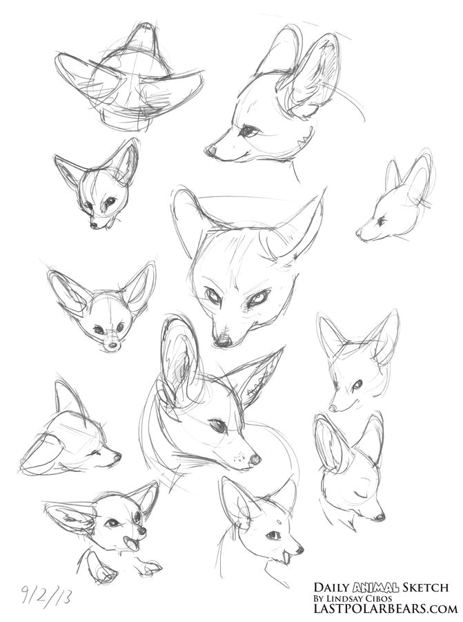 Drawing Bear Eyes Daily Animal Sketch Giraffe and Fennec Fox Last Of the Polar