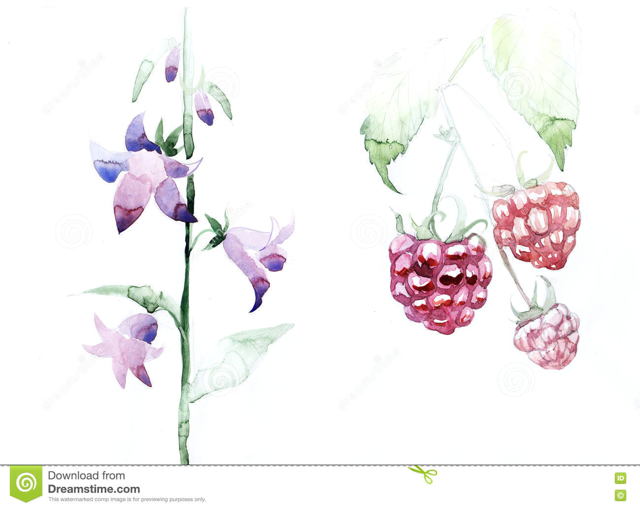 Drawing Bell Flowers Raspberries Fruit Leaves Bell Flowers Graphic Icon Waterco Stock