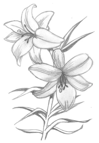 Drawing Big Flowers Lily Flowers Drawings Flowers Madonna Lily by Syris Darkness