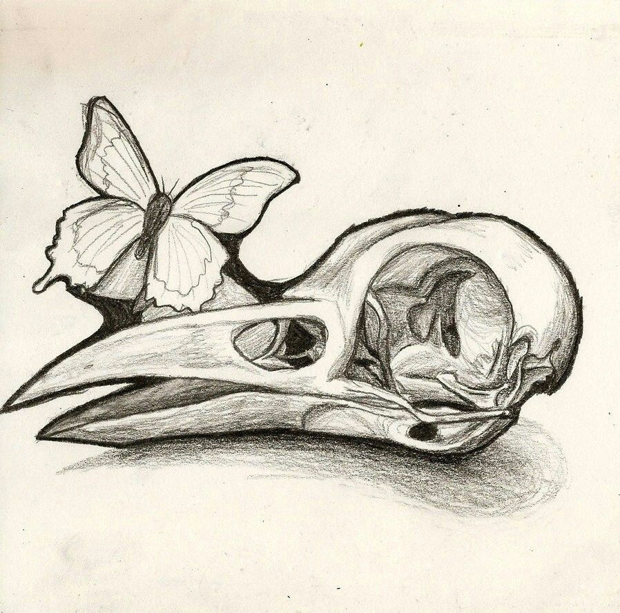 Drawing Bird Skull Bird Skull Instead Of Human Like the Idea Of A butterfly and or Bee