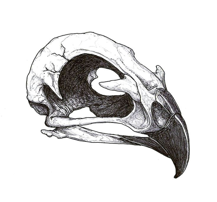 Drawing Bird Skull Pin by Sheila Shy On Art Tattoos Tattoo Designs Skull Tattoo Design