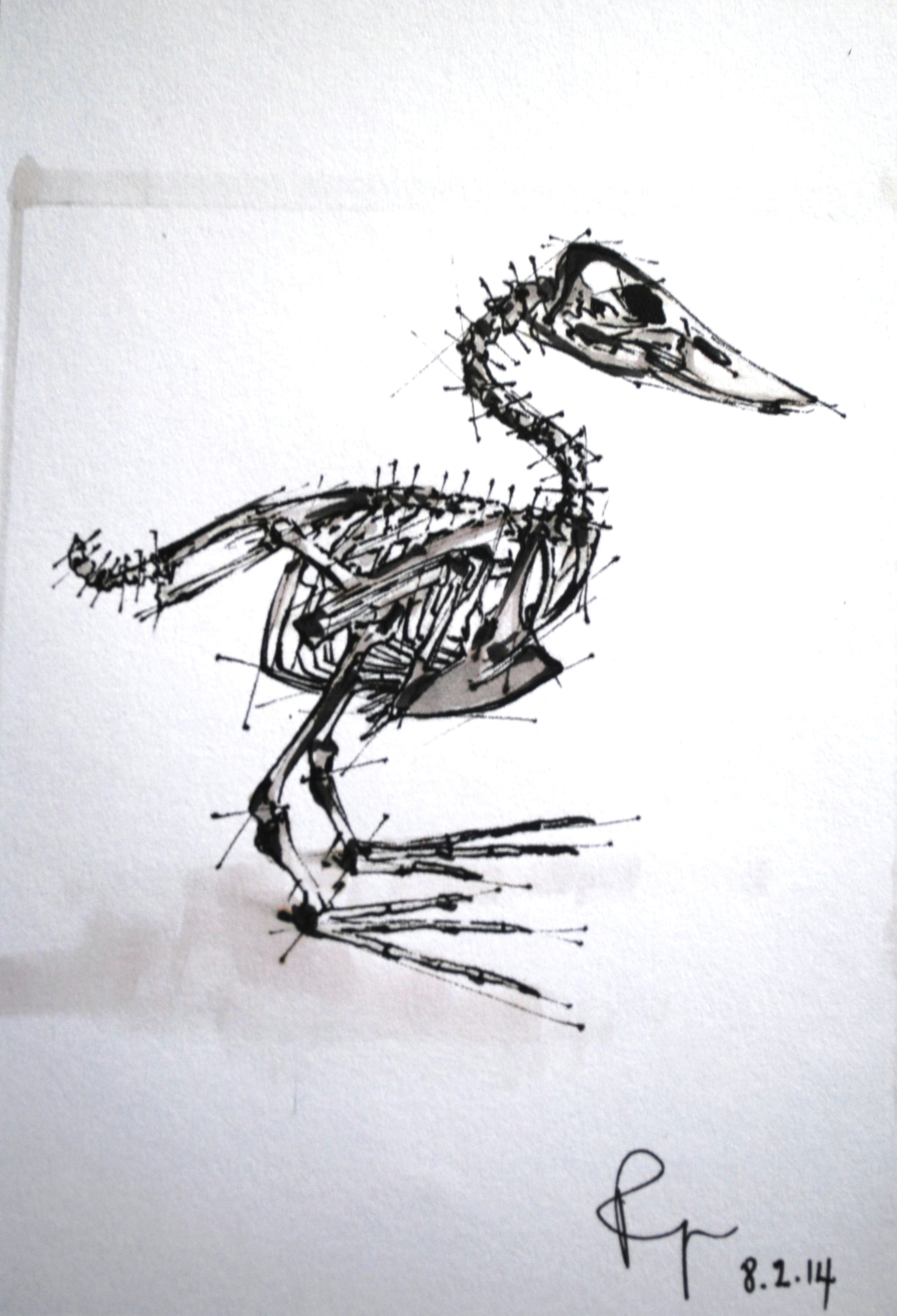 Drawing Bird Skull Skeleton Art Anatomy Bird My Skeleton Anatomy Drawings Anatomy