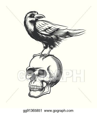 Drawing Bird Skull Vector Stock Evil Crow Hand Drawn Vector Illustration Black Raven