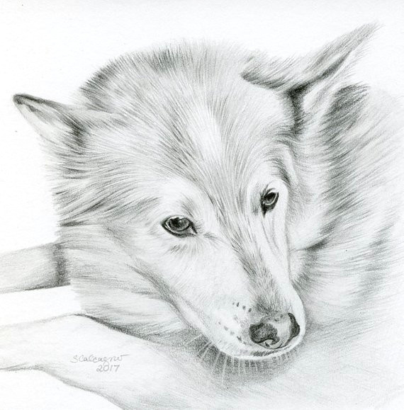Drawing Black and White Dogs Custom Pencil Cat Sketch Size 4 X 4 or 5 X 5 Pet Portrait Cat