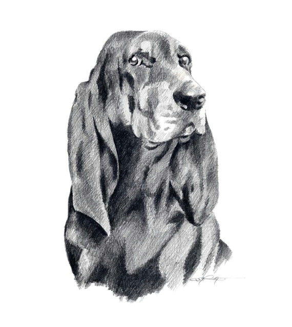 Drawing Black Dogs Black and Tan Coonhound Art Print by Artist Dj Rogers In 2018