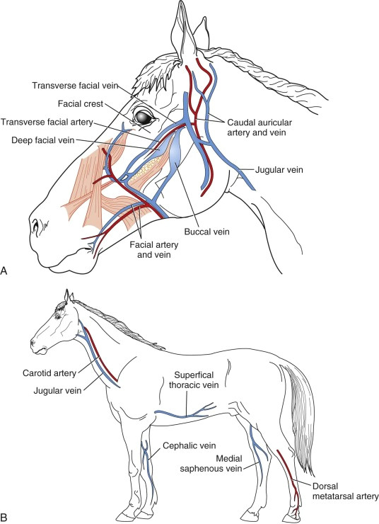 Drawing Blood From A Dog Jugular Facial Vein An Overview Sciencedirect topics