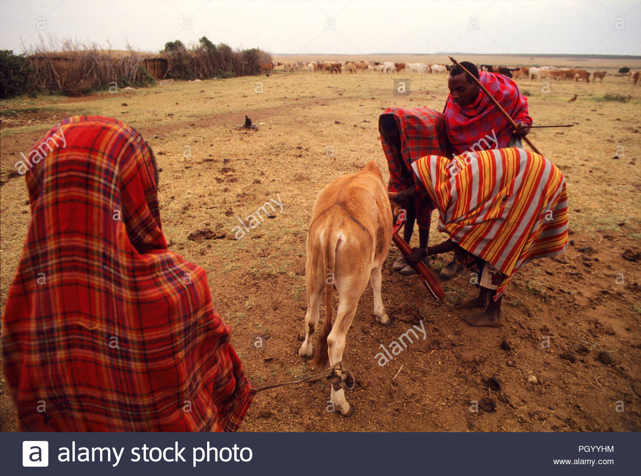 Drawing Blood From A Dog Jugular Jugular Stockfotos Jugular Bilder Seite 2 Alamy