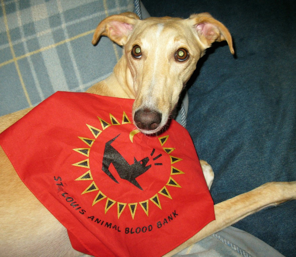 Drawing Blood From A Dog Jugular Luna A Galga Helps Save Lives In the U S Galgo Rescue