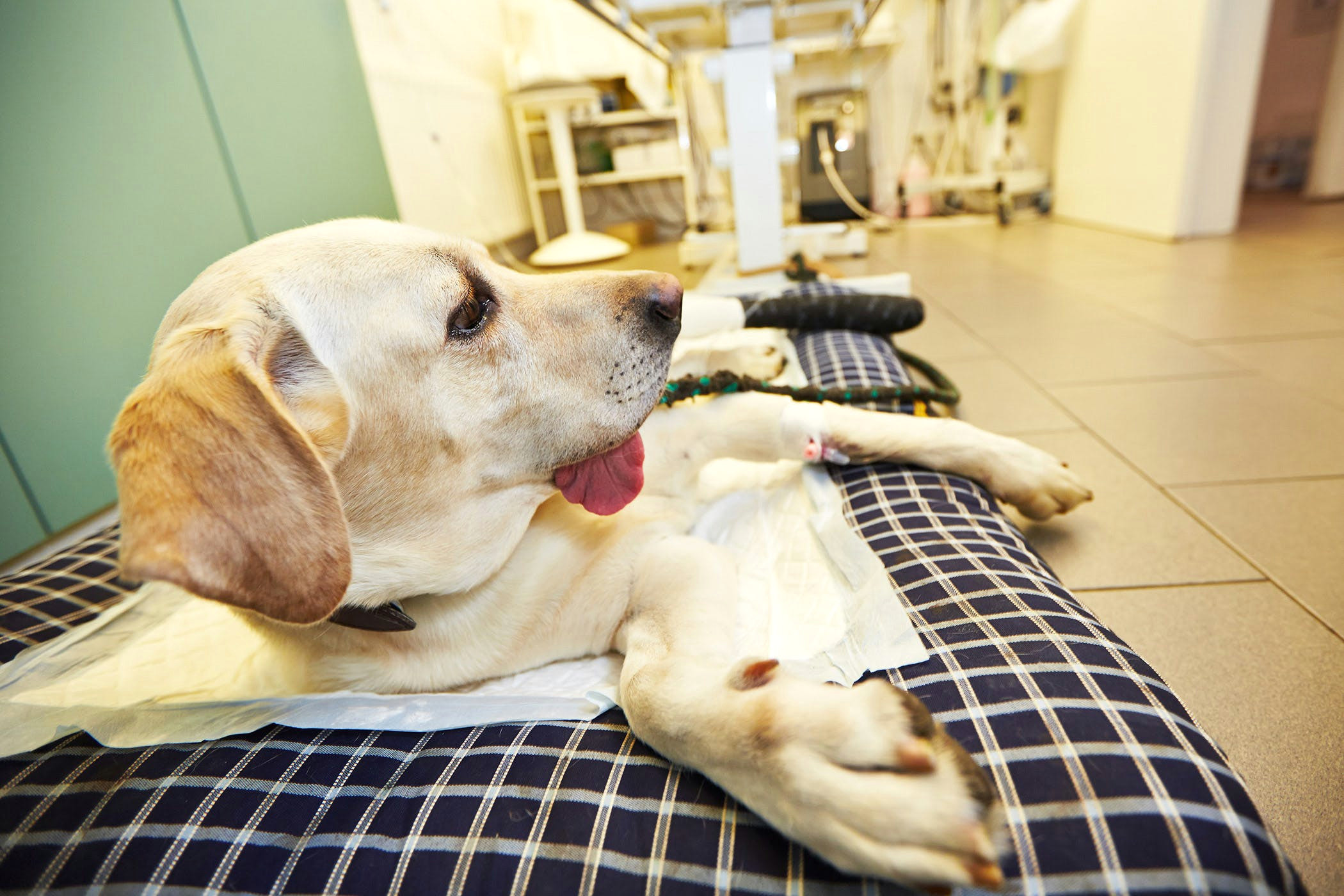 Drawing Blood From A Dog S Leg Bone Infection In Dogs Symptoms Causes Diagnosis Treatment