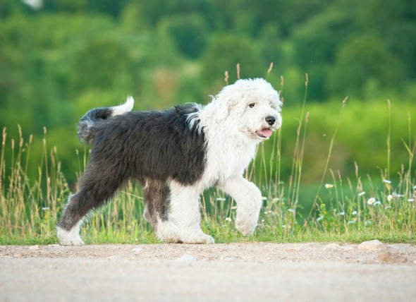 Drawing Blood From A Dog S Leg Fluid Retention and Tissue Swelling Due to Collection Of Lymph In