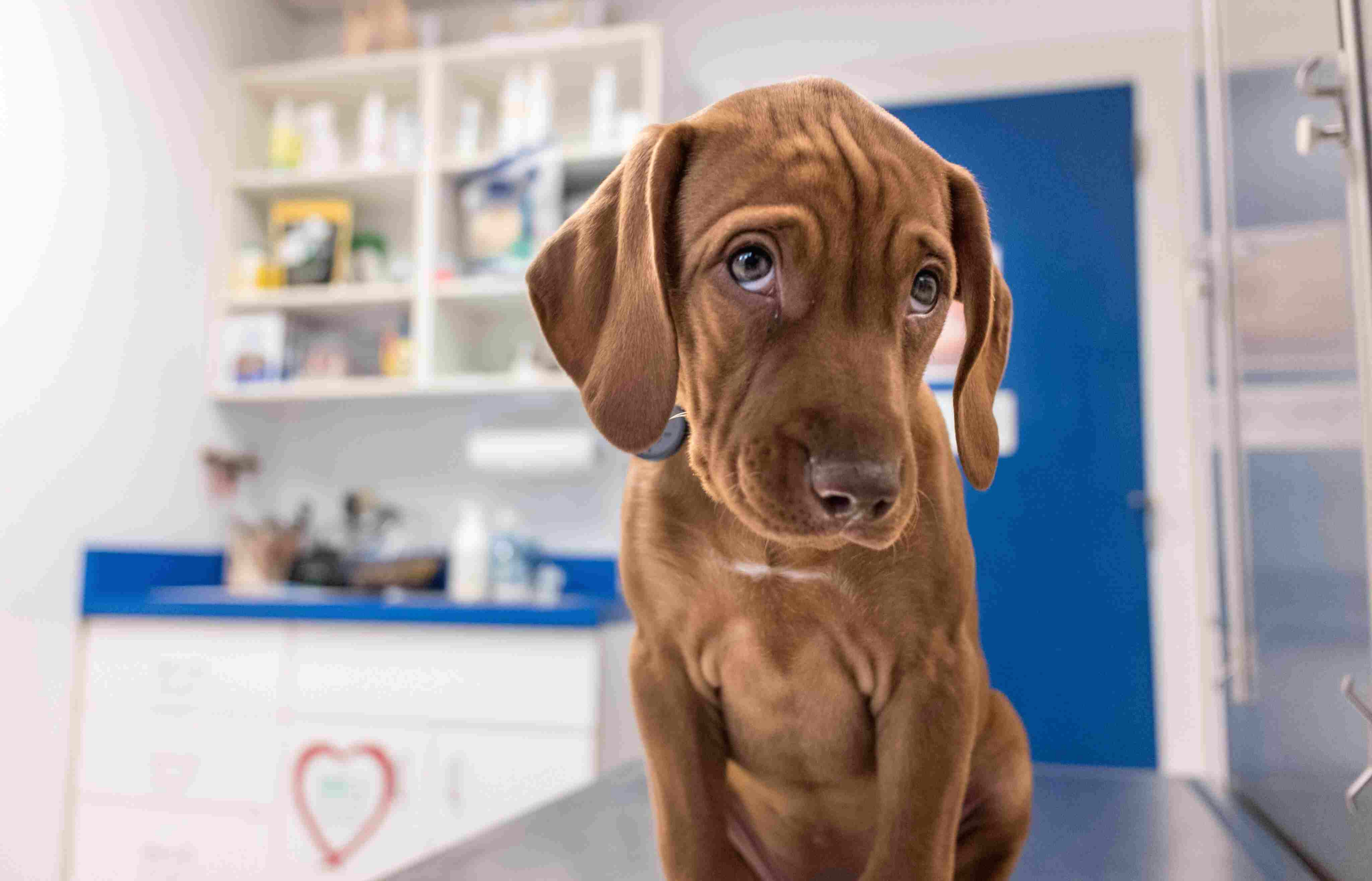 Drawing Blood From A Dog S Neck Identifying Common Lumps and Bumps On Pets