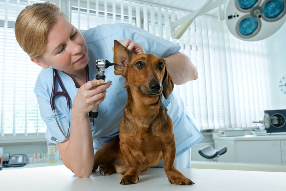 Drawing Blood From Dog S Ear Dog Ear Infection and Inflammation Petmd